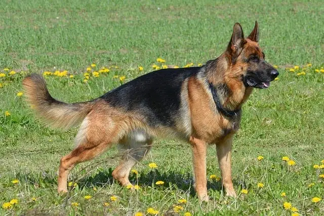 Best Dog Breeds For Protection