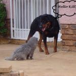 rottweiler 2