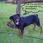 rottweiler 3