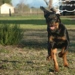 rottweiler1