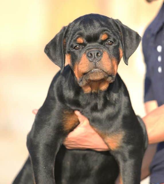 how to choose a rottweiler breeder