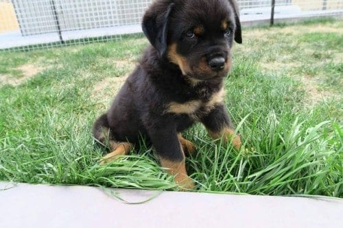 rottweiler puppy