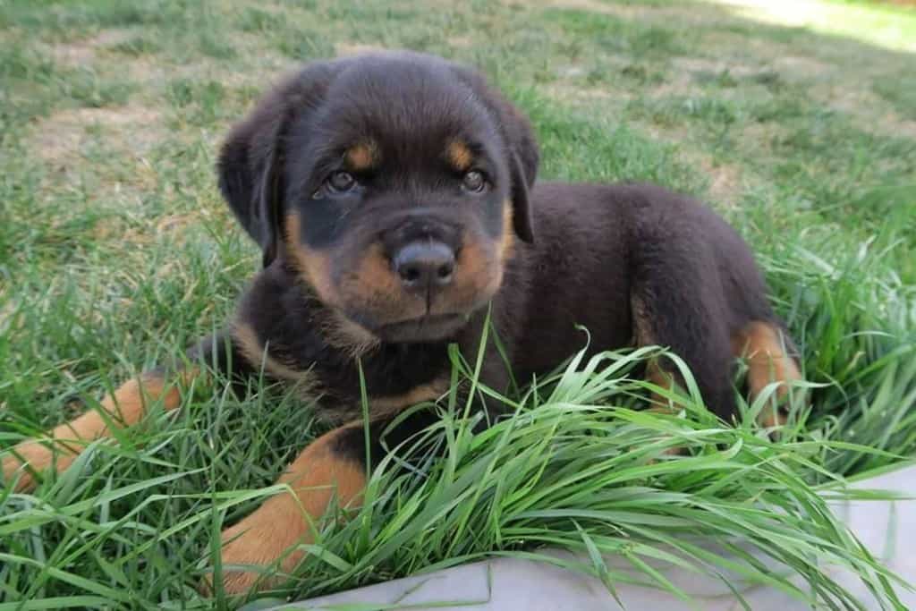 How to Stop Dog Chewing 4 Dog