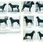 11037248_853041491411511_6406673612258408618_n