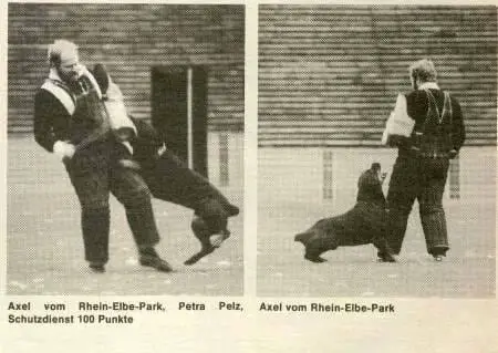 Rottweiler Old Historic Photographs