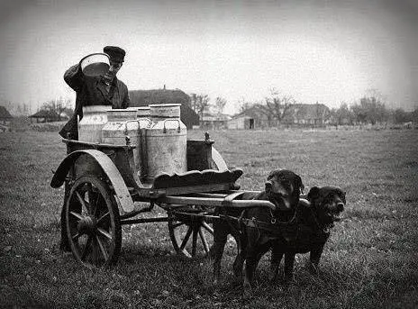 Rottweiler Old Historic Photographs