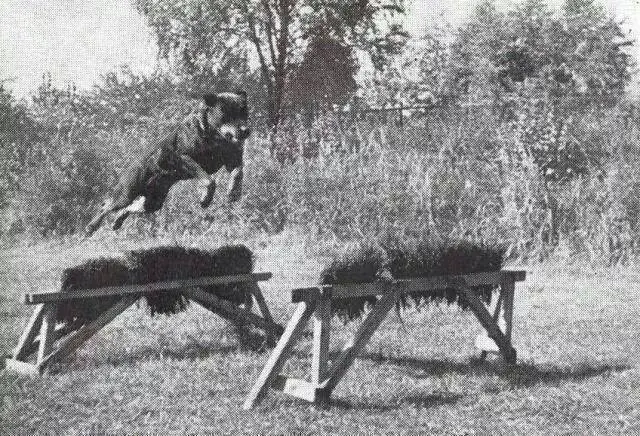 Rottweiler Old Historic Photographs