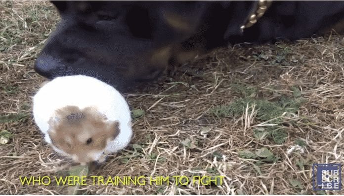 rottweiler Rottweilers