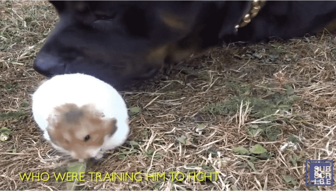 Rottweiler Best Friends With Hamster – Rottweiler puppy love story