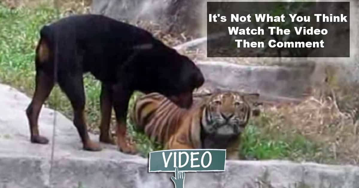 Rottweiler Fighting With Leopard – FUNNY VIDEO