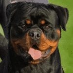 Rottweiler Temperament
