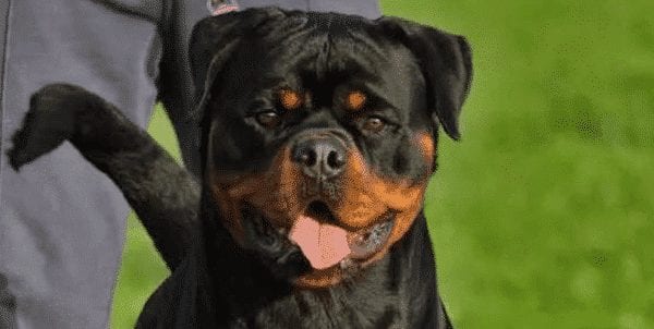 Rottweiler Temperament