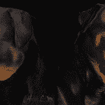 rottweiler best photos