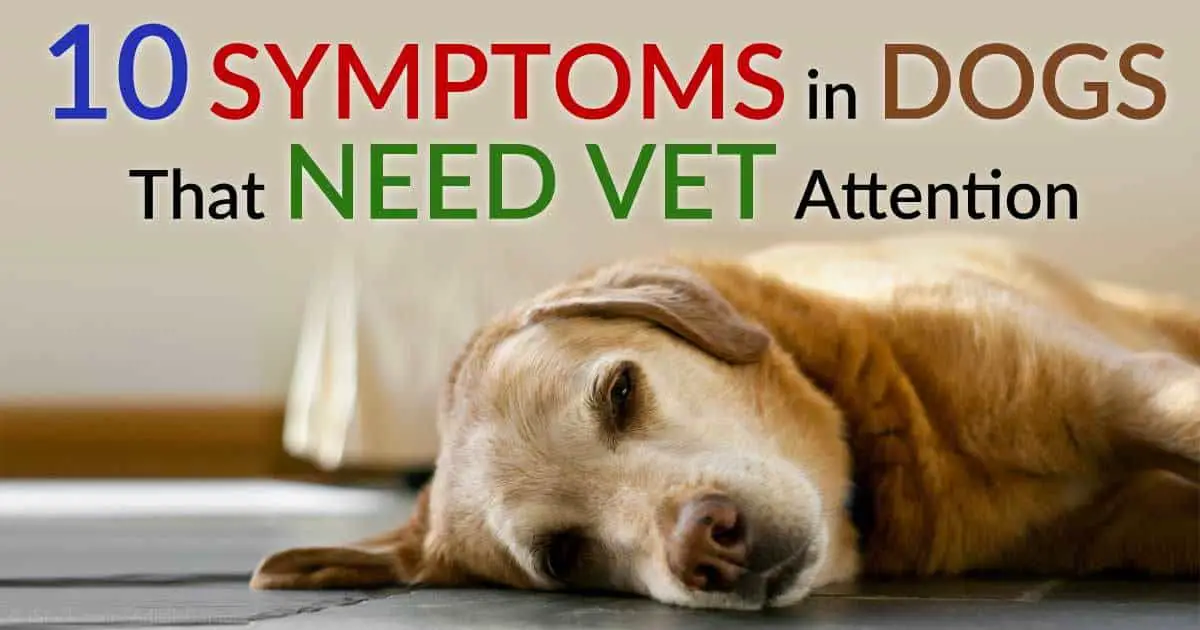 Dog Symptoms