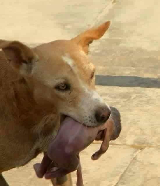 This Stray Dog Found A Newborn Baby On the Street, What The Dog Did Was SHOCKING! 3 dog
