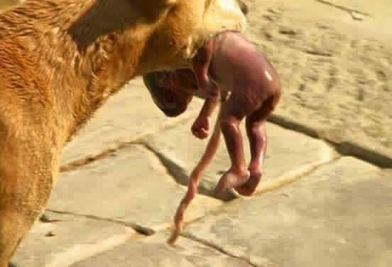 This Stray Dog Found A Newborn Baby On the Street, What The Dog Did Was SHOCKING! 2 dog