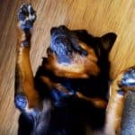 rottweiler trick