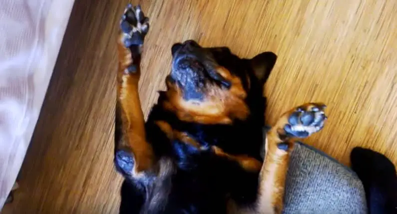 Rottweiler fake his owner
