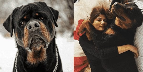 9 Signs Your Rottweiler Dog is Actually Your “Baby” 8 Rottweiler dog
