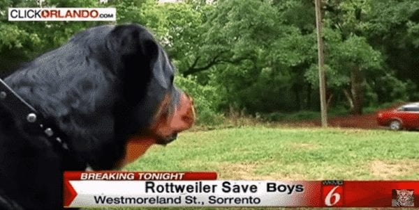 Rottweiler saves
