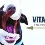 vitamins-for-dogs