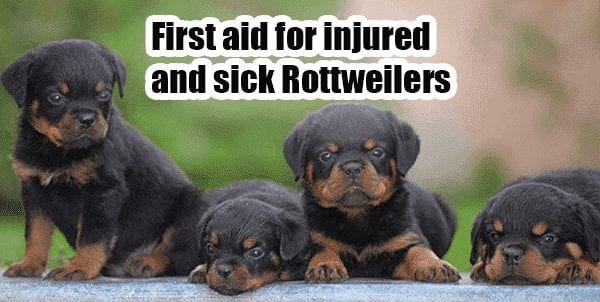 Rottweilers