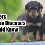 Rottweiler Diseases