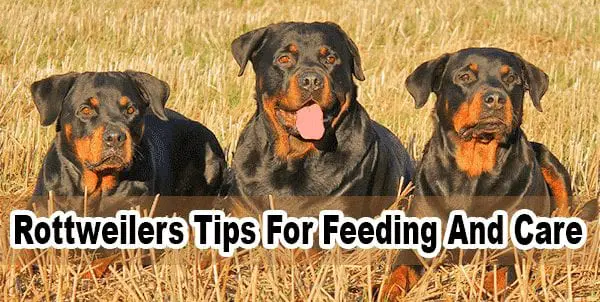 Rottweilers Tips