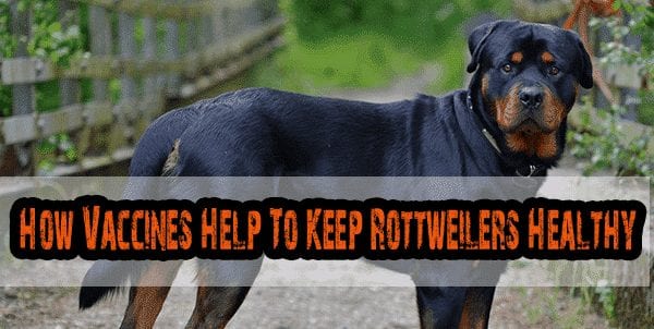 Rottweilers