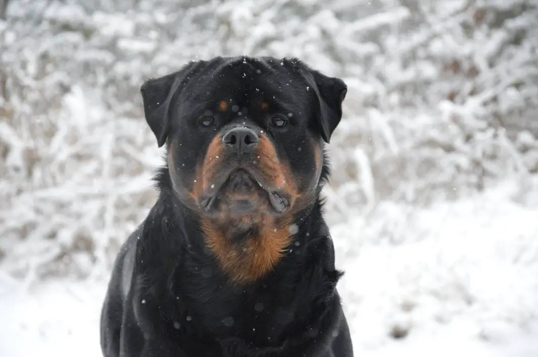 Rottweilers are The Best Guardians for You and Your Family