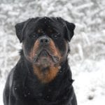 Rottweilers are The Best Guardians for You and Your Family