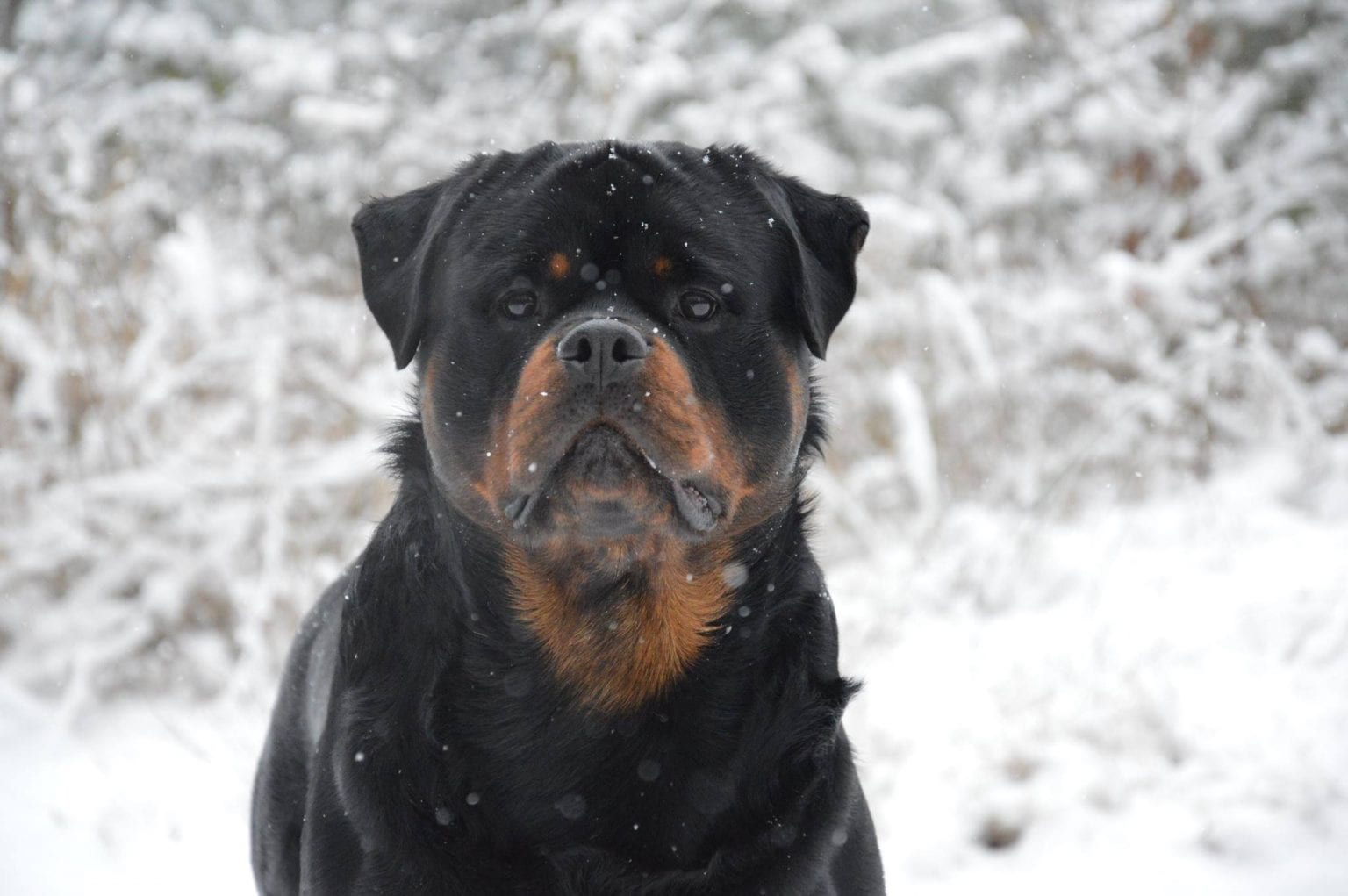 Rottweilers are The Best Guardians for You and Your Family Rottweiler