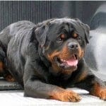 Rottweilers