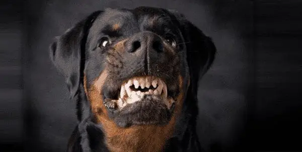 How to Make Your Rottweiler Angry By Order