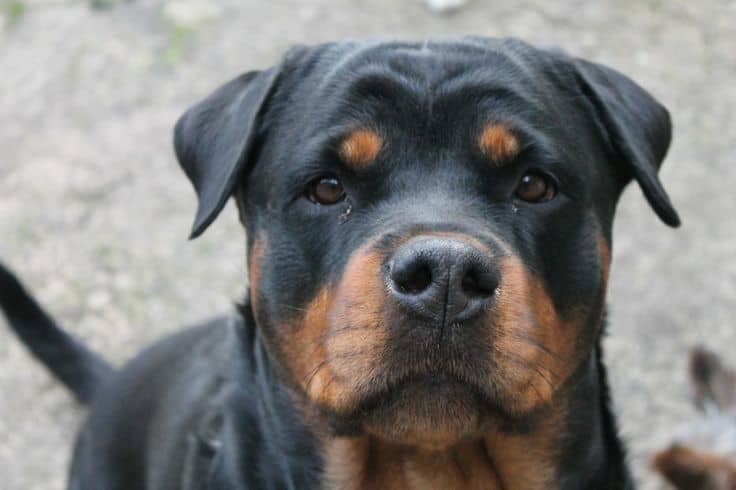 Rottweiler