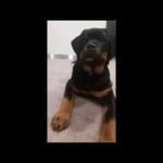 Rottweiler-get-angry-By-Order-You-wont-believe-this..