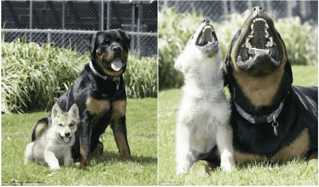 Unusual Dod Family: Rottweiler Adopts A Wolf Cub 2 rottweiler