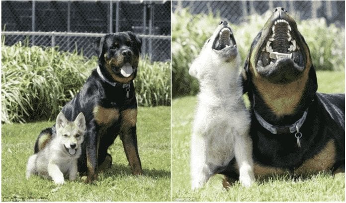 rottweiler rottweiler