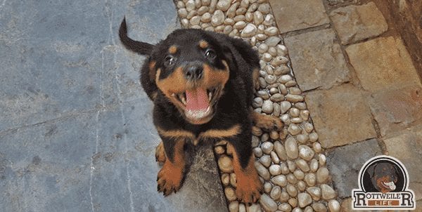 rottweiler puppy