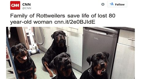 Rottweilers