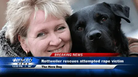 Rottweiler