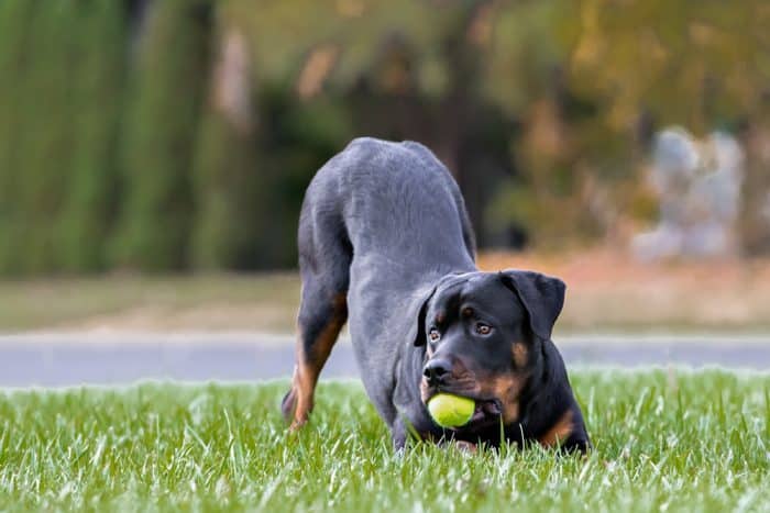 rottweiler