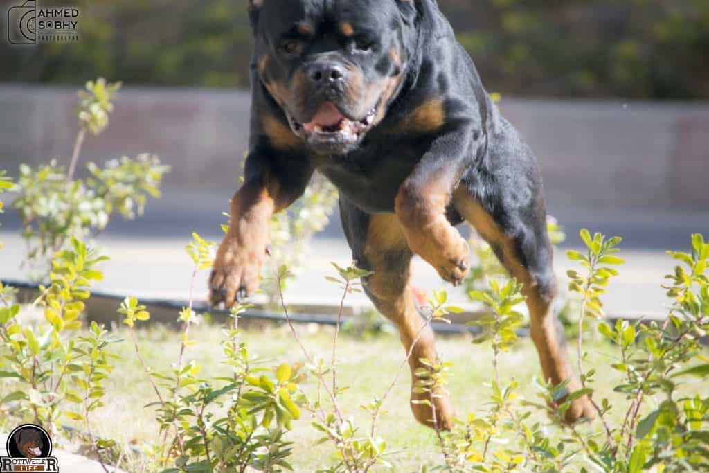 4 Videos Prove Rottweilers Are Most Awesome Breed EVER 6 rottweiler videos