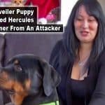 rottweiler puppy