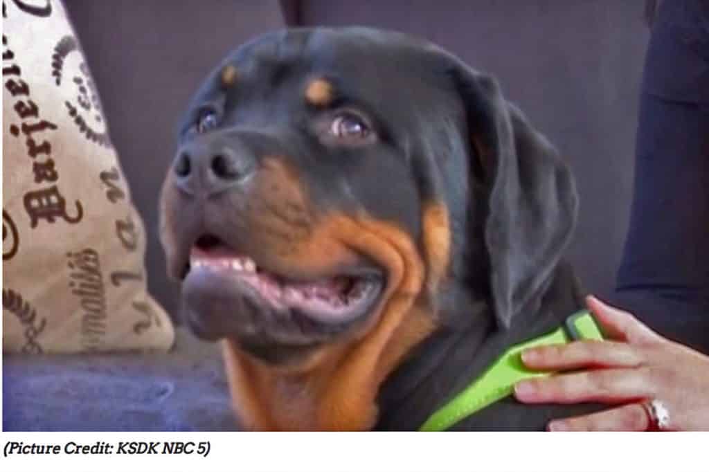Rottweiler Puppy saves woman from attacker in The Woodlands 2 rottweiler puppy