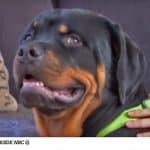 rottweiler puppy