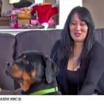 rottweiler puppy