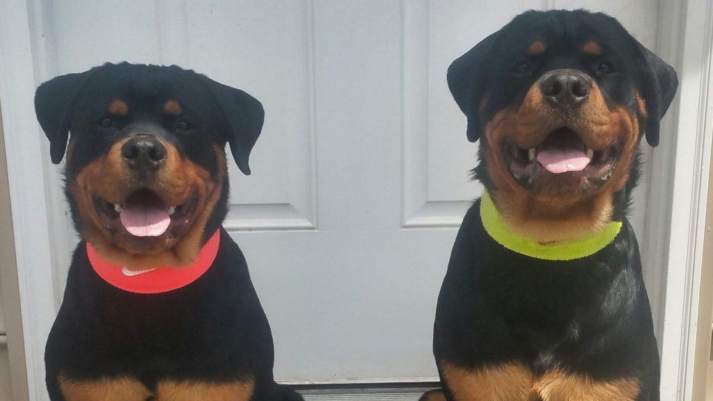 Learn 9 Wonderful Ways To Tire Out Your Rottweiler 2 rottweiler