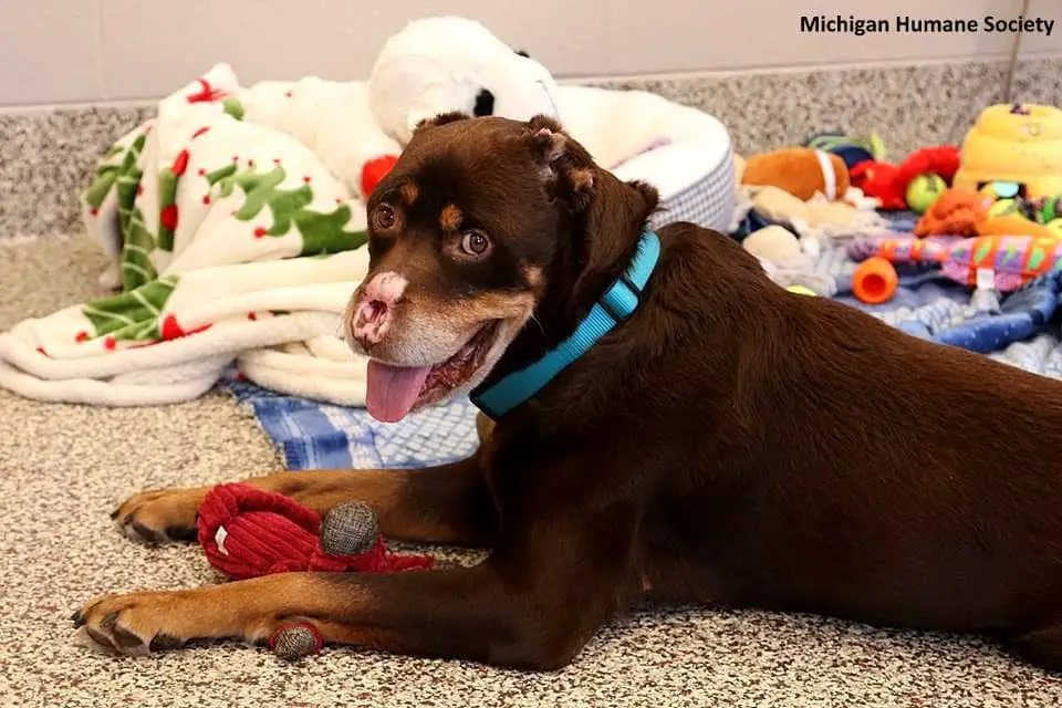 UPDATE: Rottweiler Found With Nose and Ears Severed Has Been Adopted! 1 rottweiler