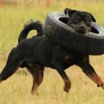Rottweiler-and-tire-in-Arizona
